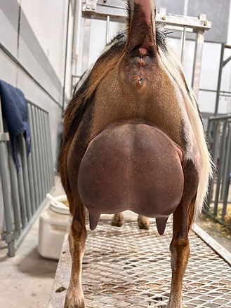 Paprika ff udder.jpg