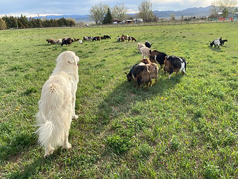 goats pasture 3.JPG