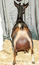 Milky Way Nationals 2024 udder.jpg
