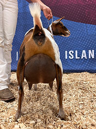 Paprika ff udder 2.JPEG