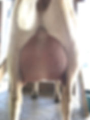 Cypress udder.jpeg