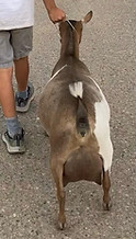Maple udder 4yo.jpeg
