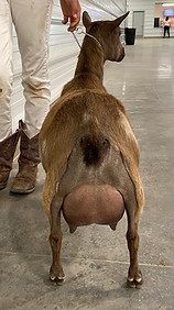 Twister 2F udder2.jpg
