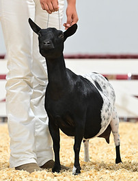 Luna Showmanship Nationals 2024.jpg