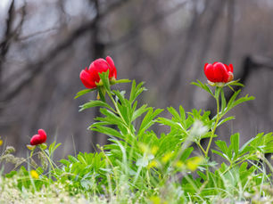 Paeonia peregrina bysantina red spring flower blooming after the wildfires