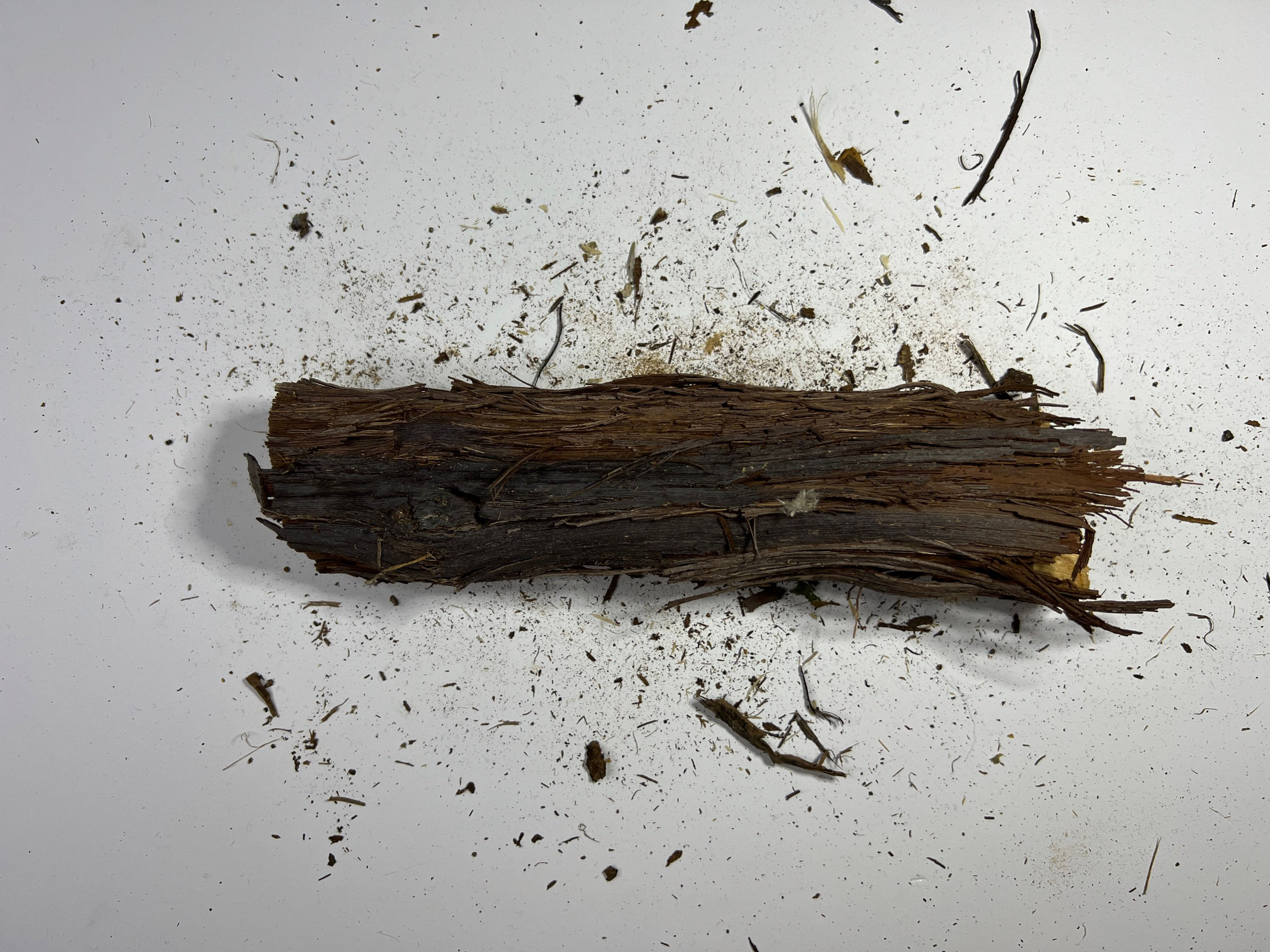 Üzüm Kütüğü | 010