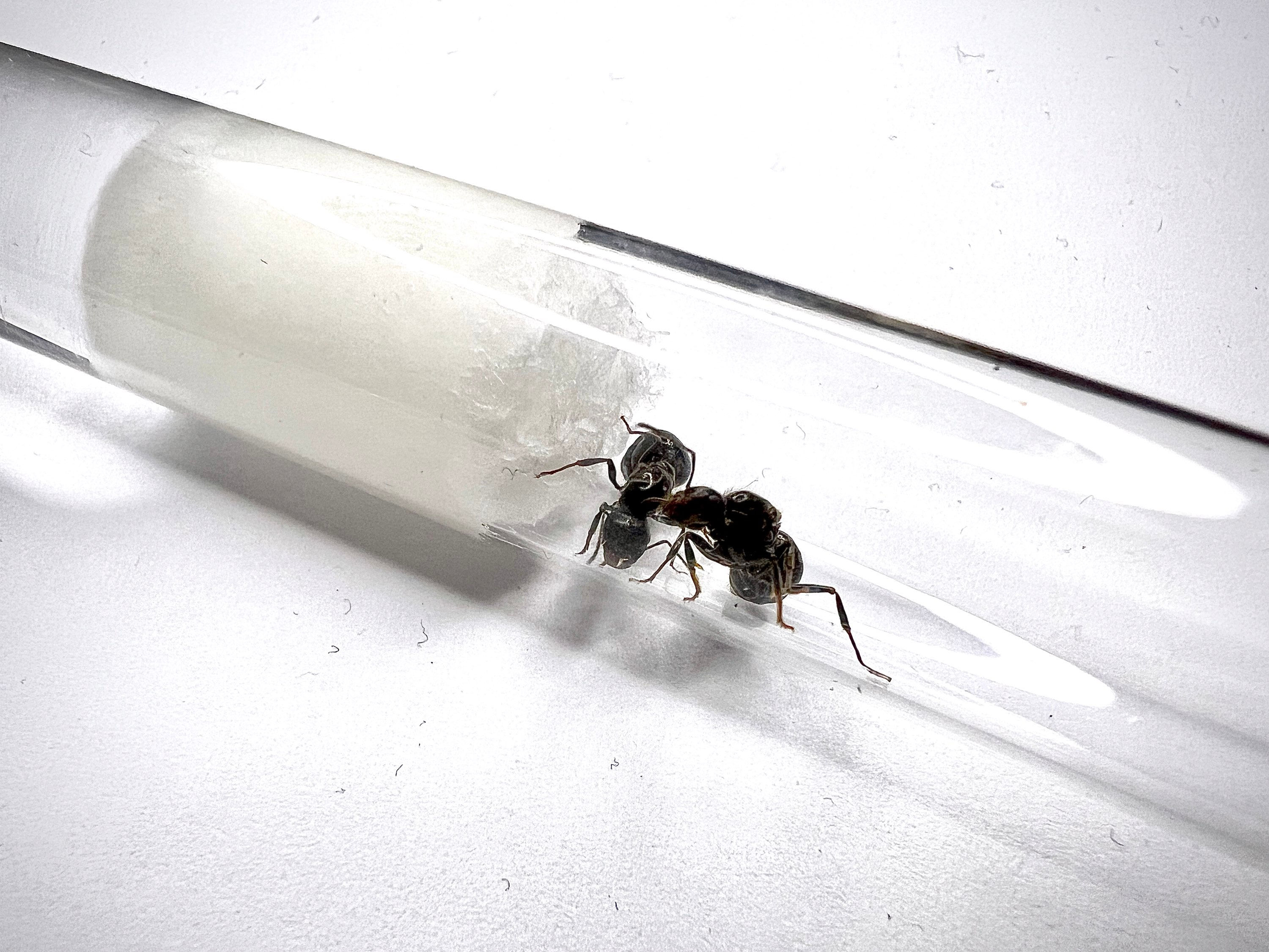 MultiQueen Messor Kraliçeleri | Yumurtalı