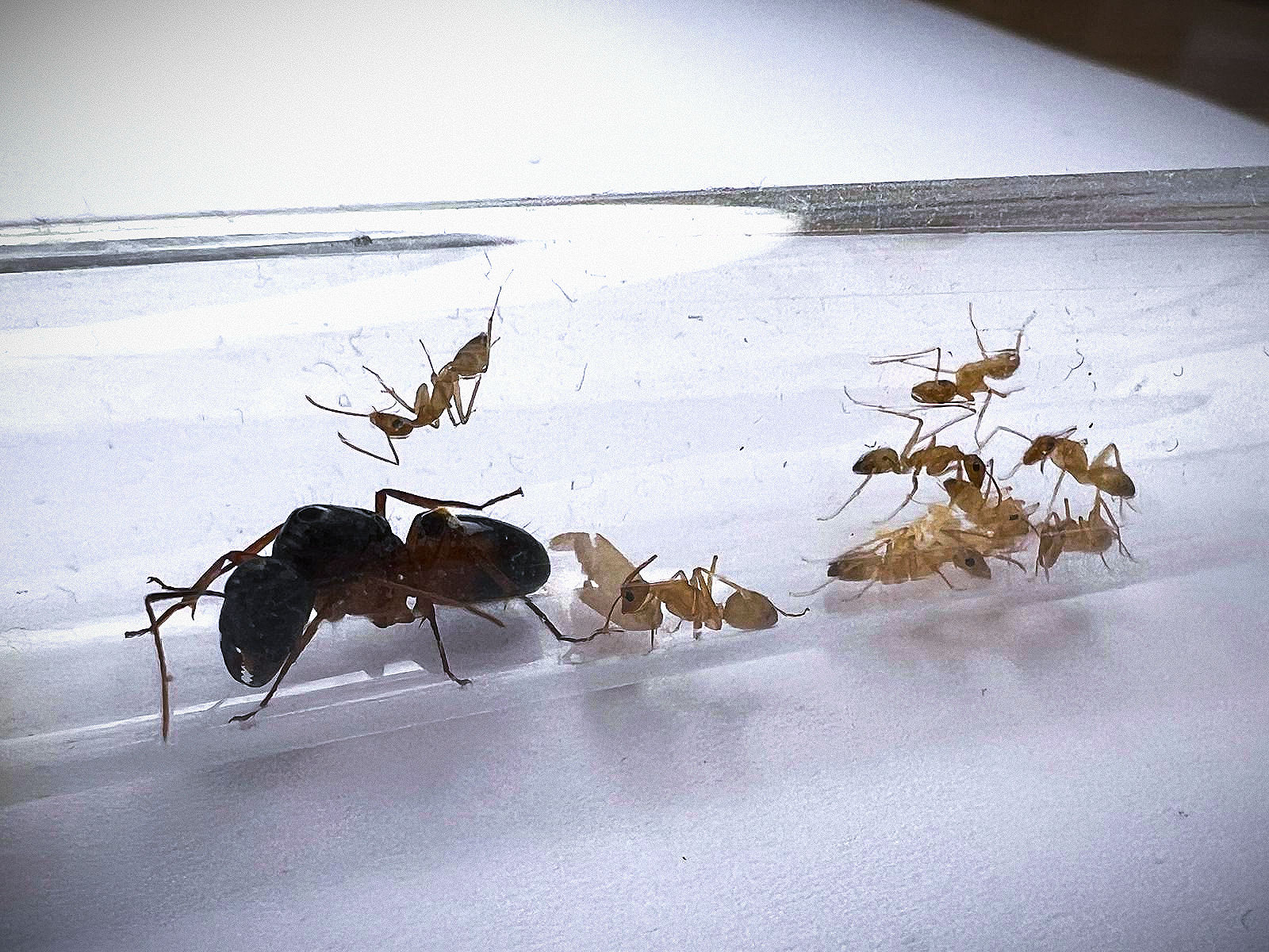 Camponotus santcus | 5-10 işçili Bakım Seti