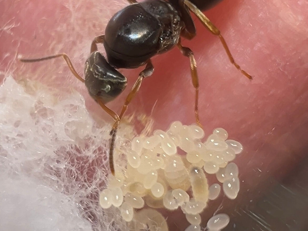 Lasius niger | Kraliçe (Yumurtalı)