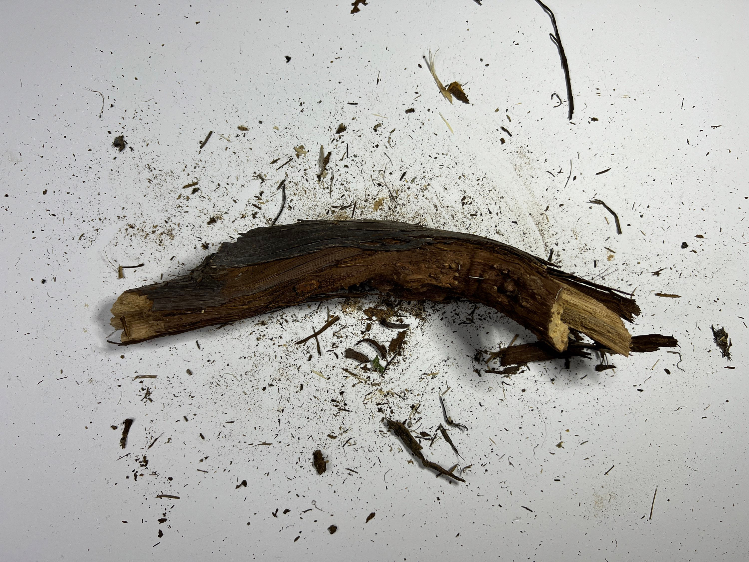 Üzüm Kütüğü | 011