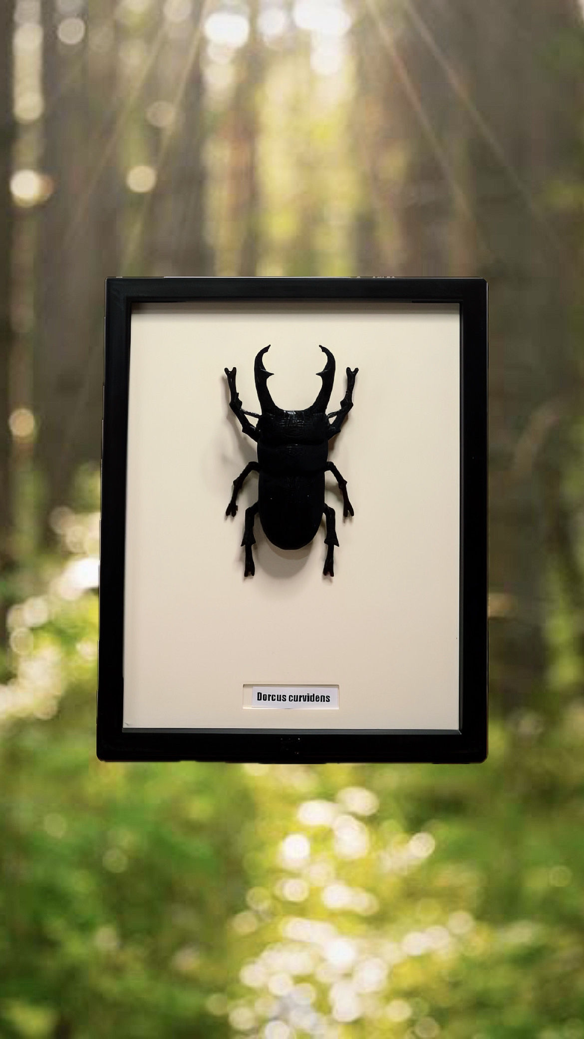 Dorcus curvidens/Geyik Böceği | Dekor