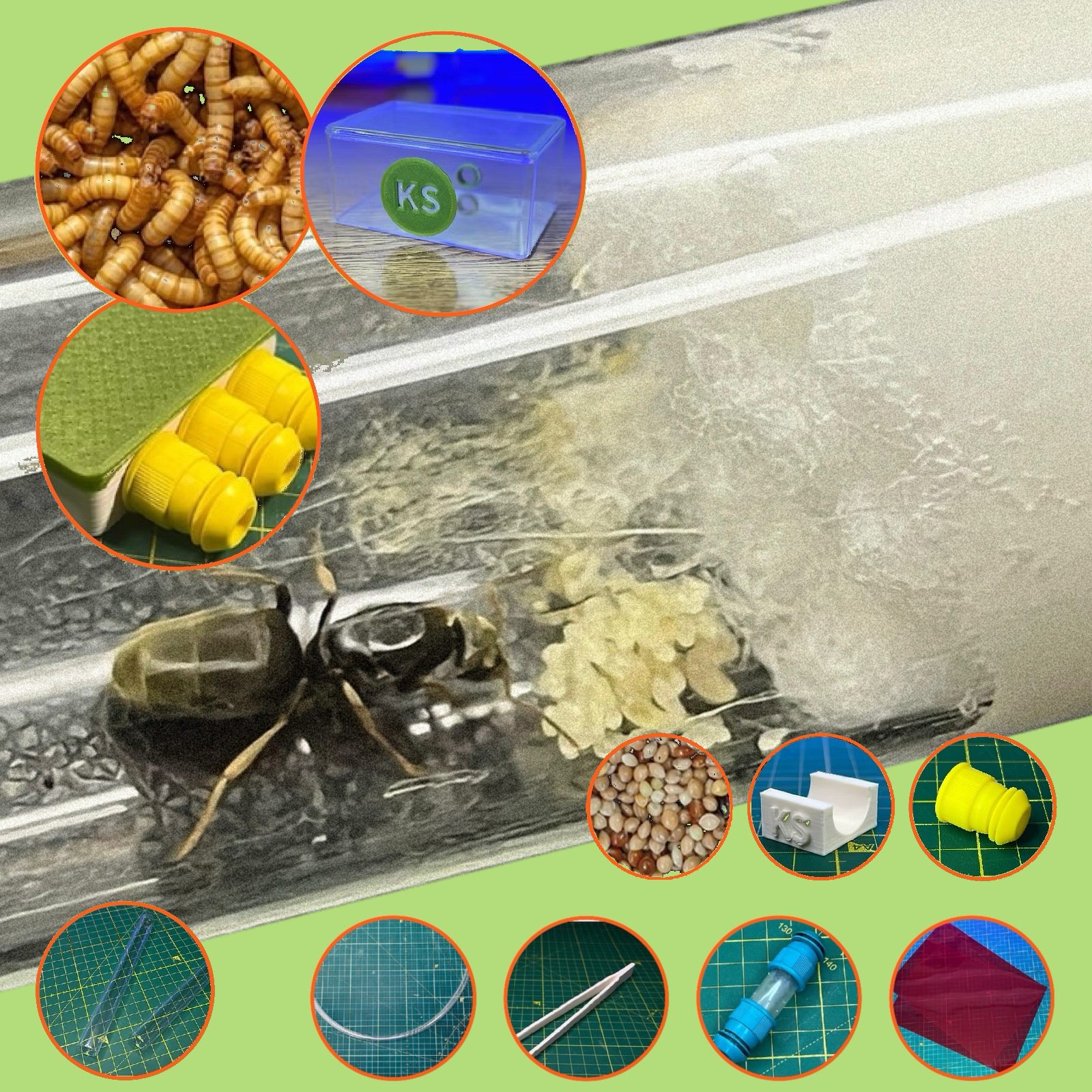 Lasius niger Başlangıç Seti | Orta