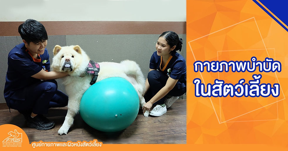 การทำกายภาพบำบัดในสัตว์เลี้ยง สุนัข และแมว (Pet Rehabilitation)