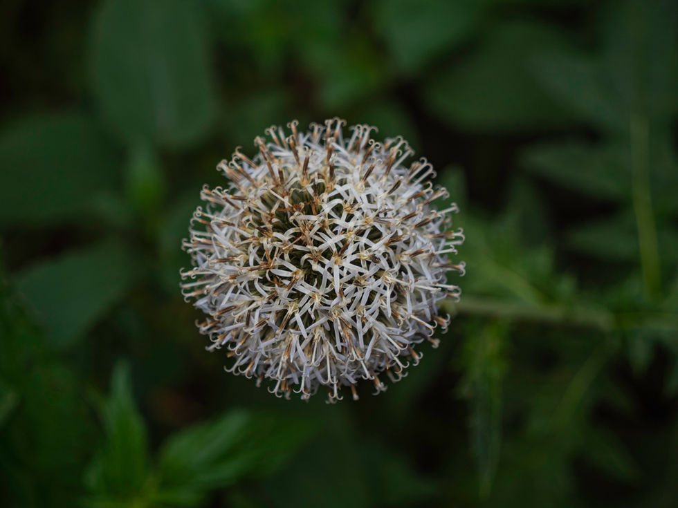 Blüte-joerg-ossenbrüggen