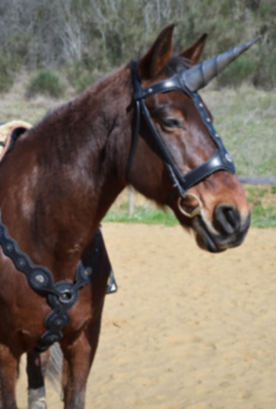 Ensemble Licorne Noir