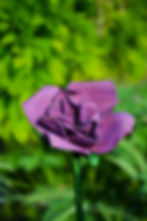 Miniature : Frontal Roseraie