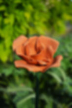 Miniature : Frontal Roseraie