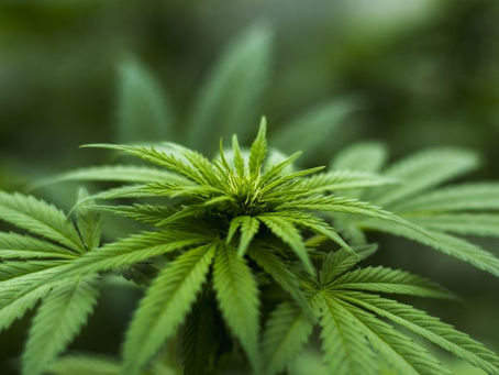 cannabis leaf