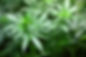 seedling-1062908_1280-4.jpg