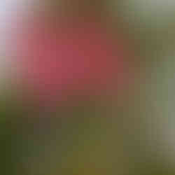 beautiful pink gum tree