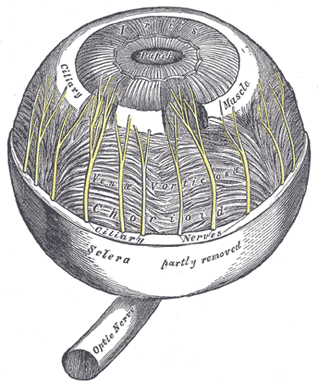 Iridology-An Ancient Science? A New Art or Both?