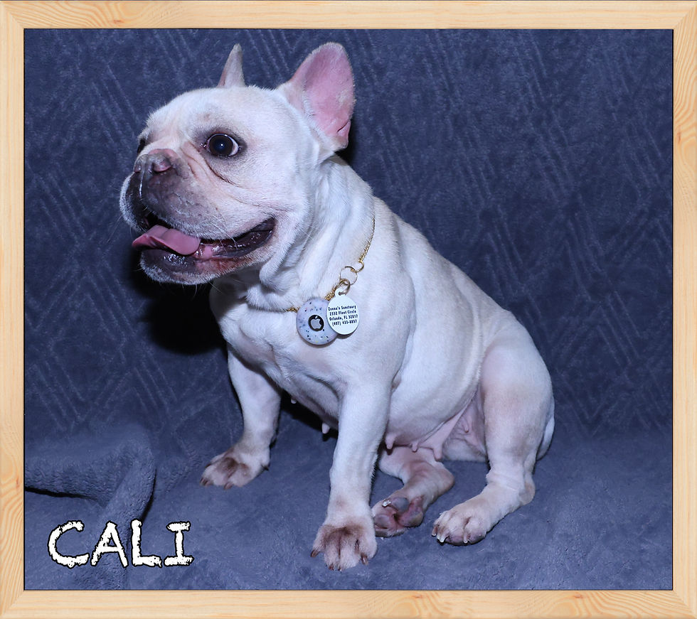 Meet Cali!