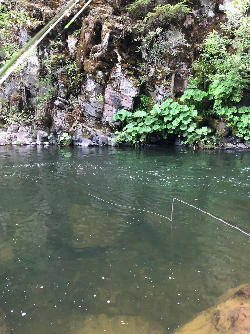 Nymphing is a great way to catch fish in the waters of the Upper Sacramento River. The bugs are deep in the water and that is where the fish will feed when there is no active hatch on the surface. Drifting a 9 foot leader with another 7-9 feet of tippet and scraping the bottom.
