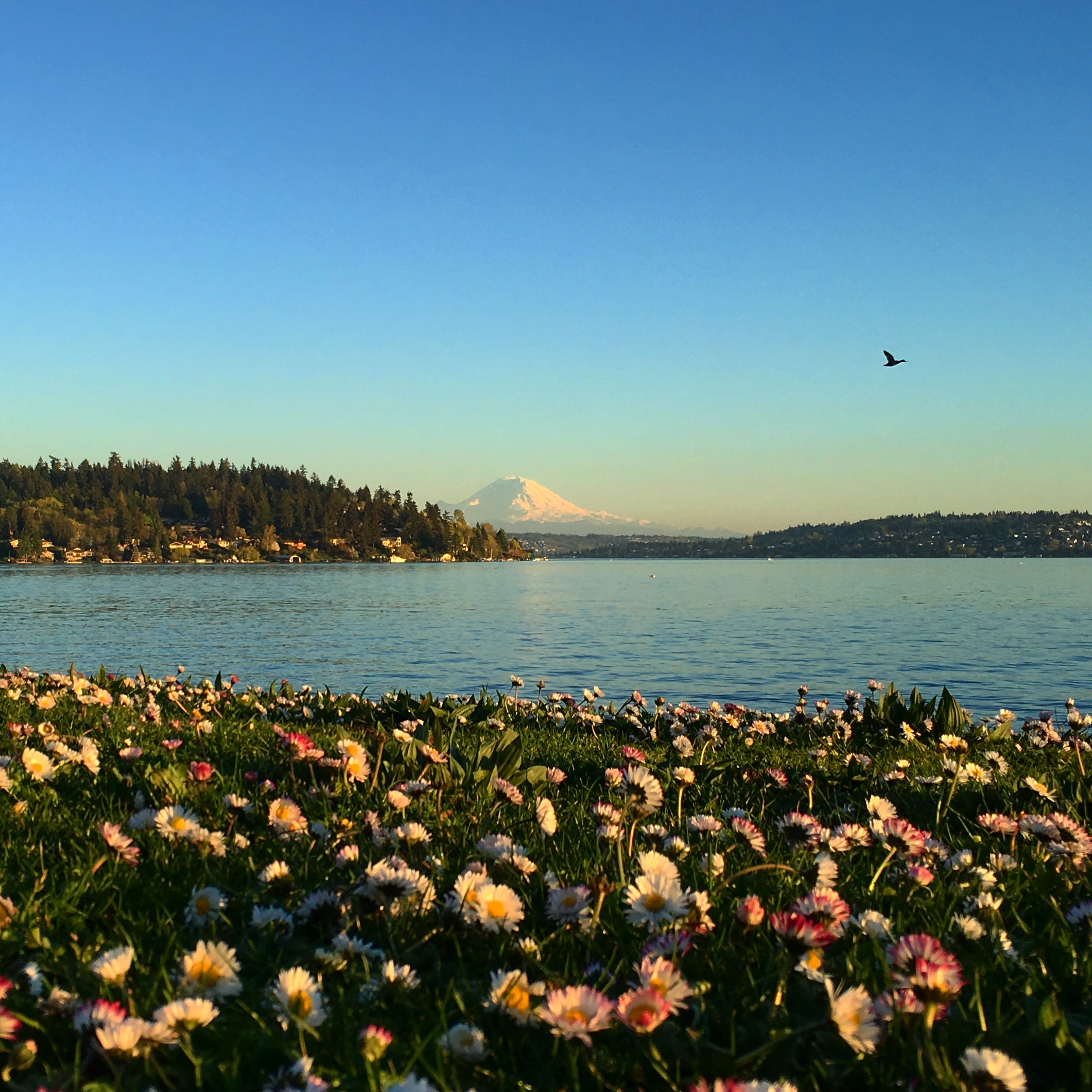 PNW Spring Flowers