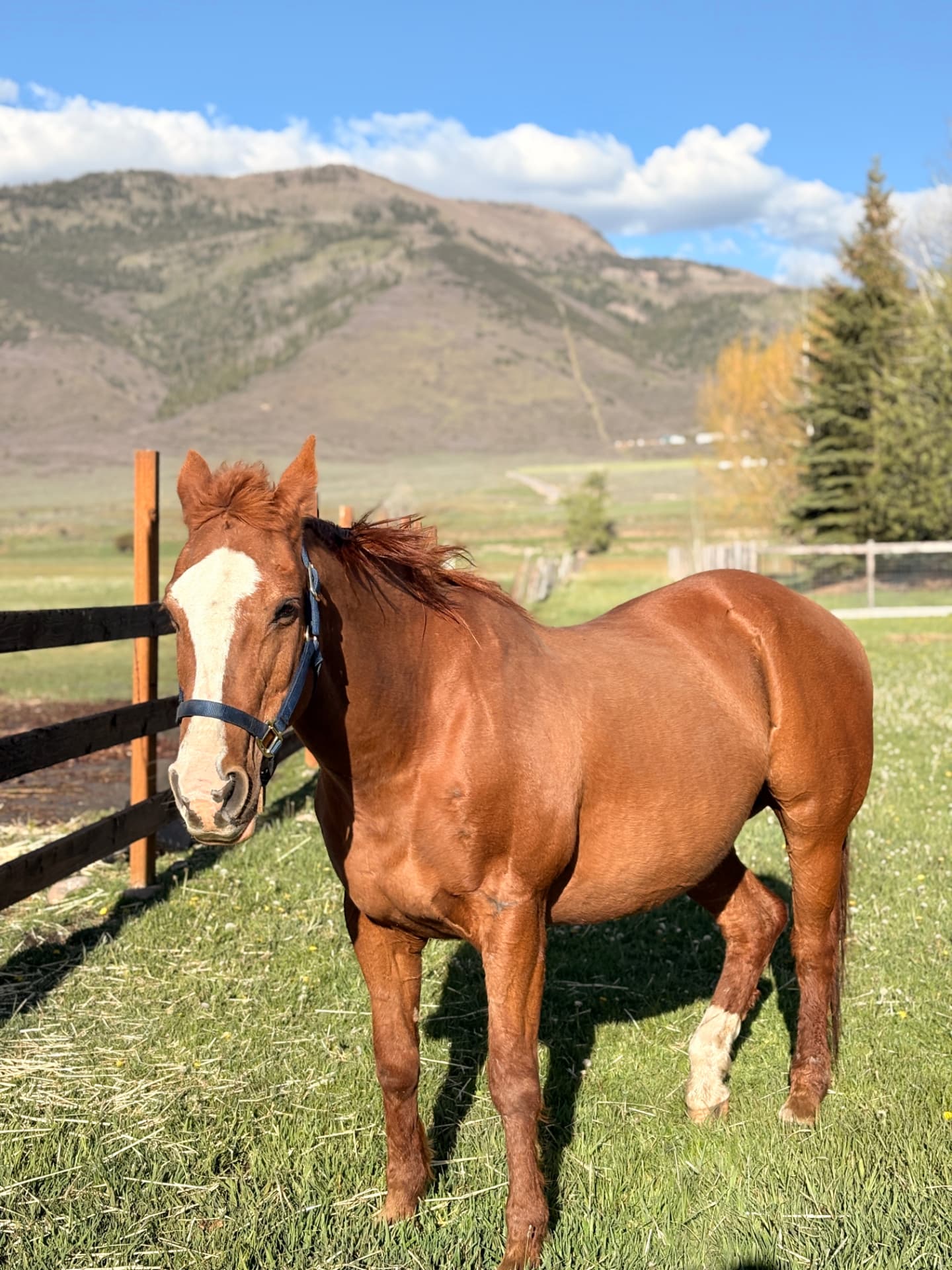 Jessie, a chestnut horse with a white blaze in a green pasture