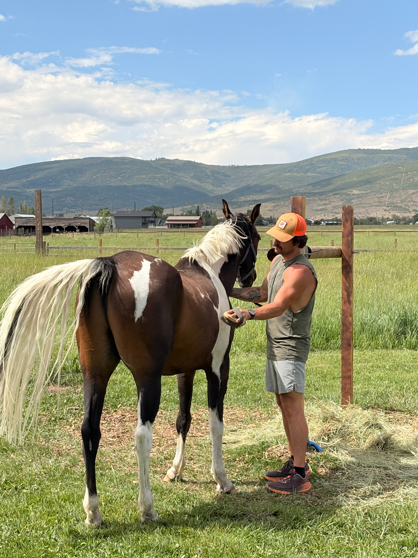 A person grooming a paint horse in a green pasture