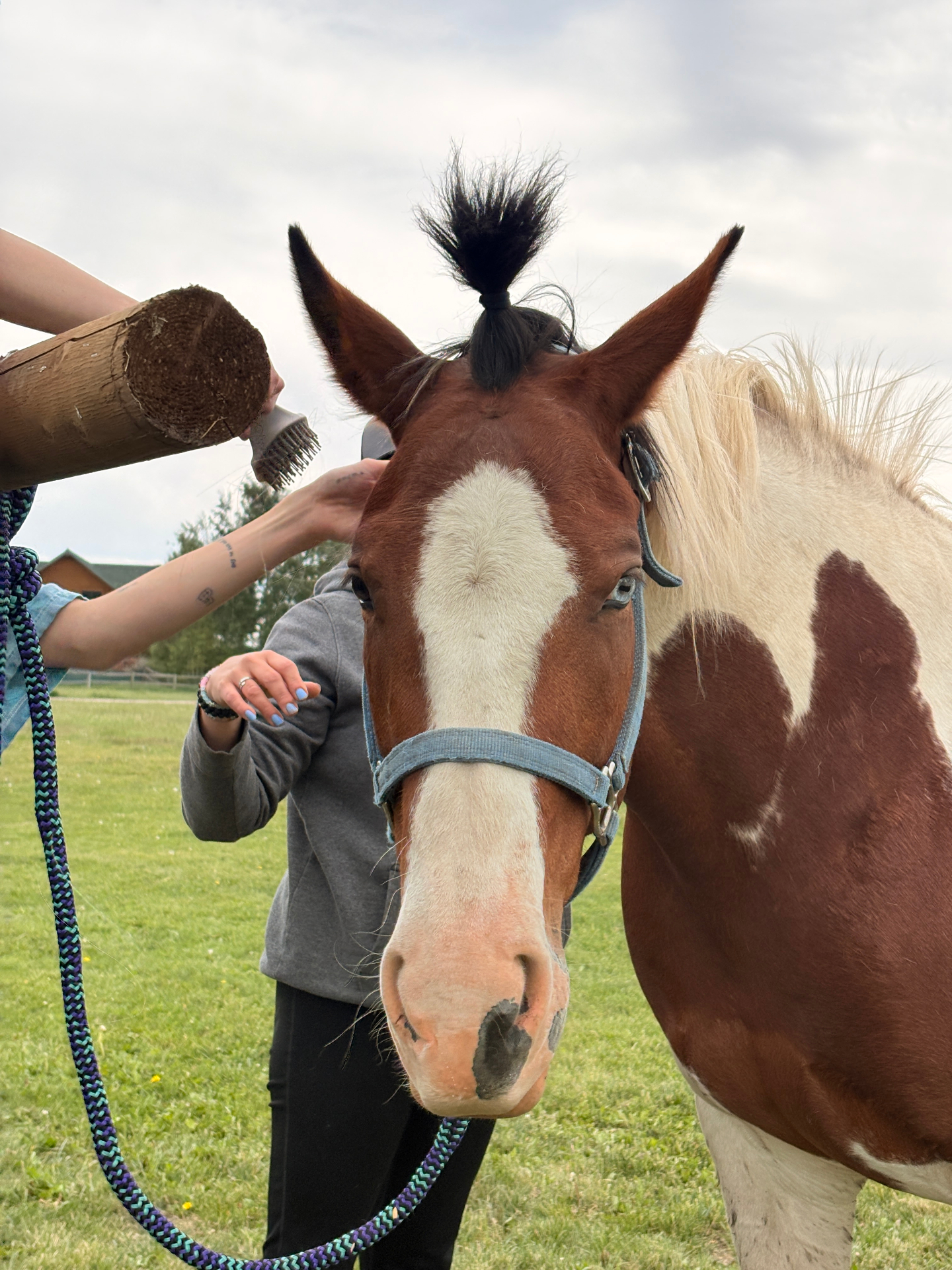 Apache being groomed by two people in a grassy pasture