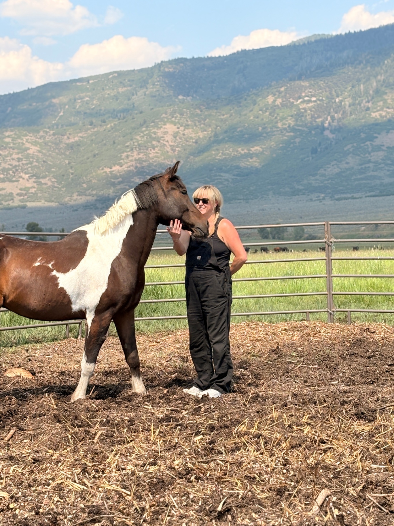Romeo leaning his head into a person's hand in a pasture below the mountains