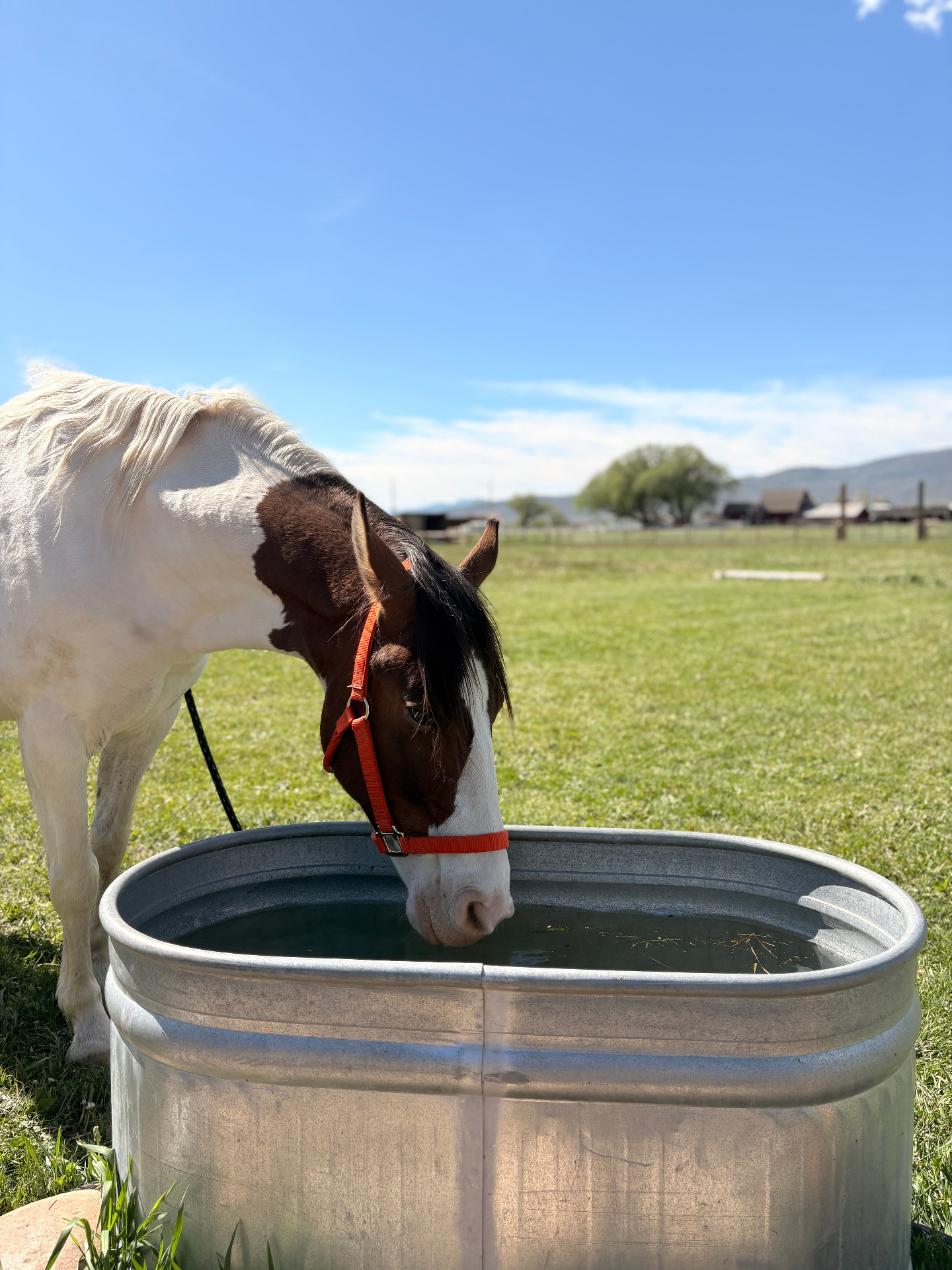 Ponyboy drinking from a water tank in a green pasture