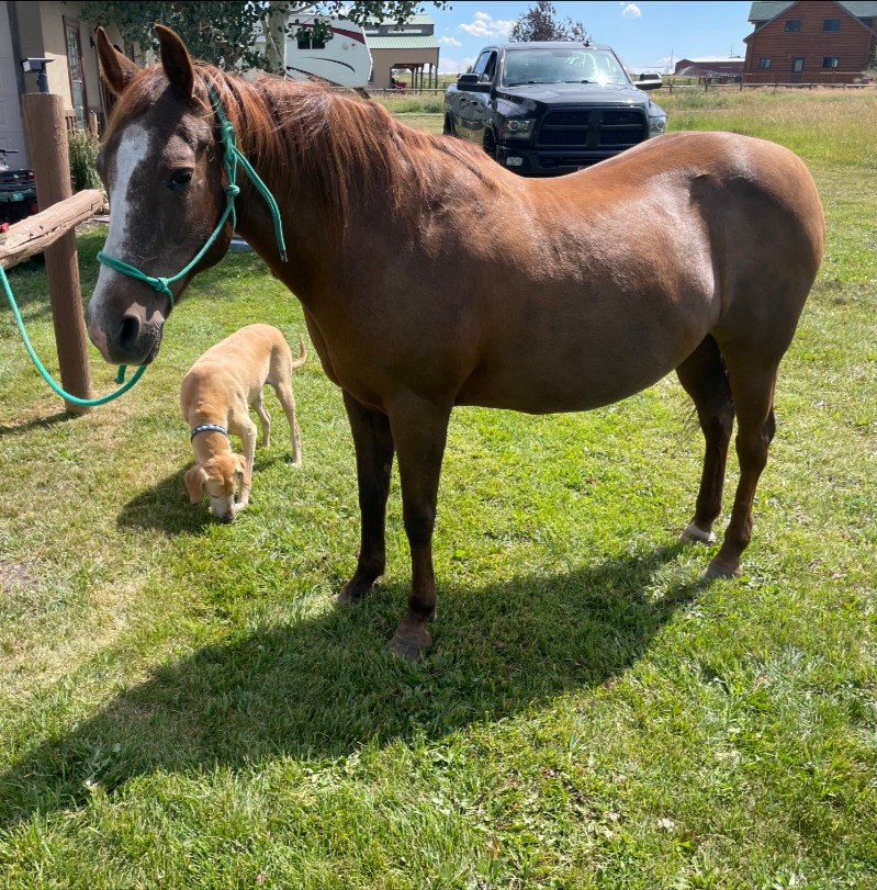 Whiskey, a chestnut mare in a grassy yard