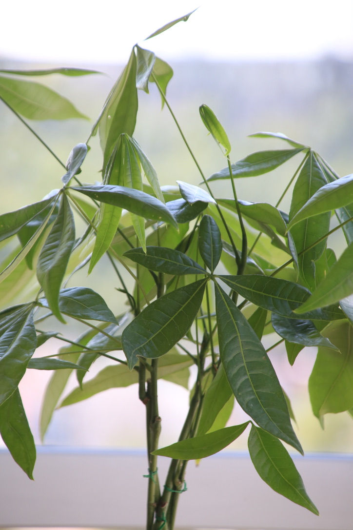 Miniatura: Árbol de Pachira Mediano