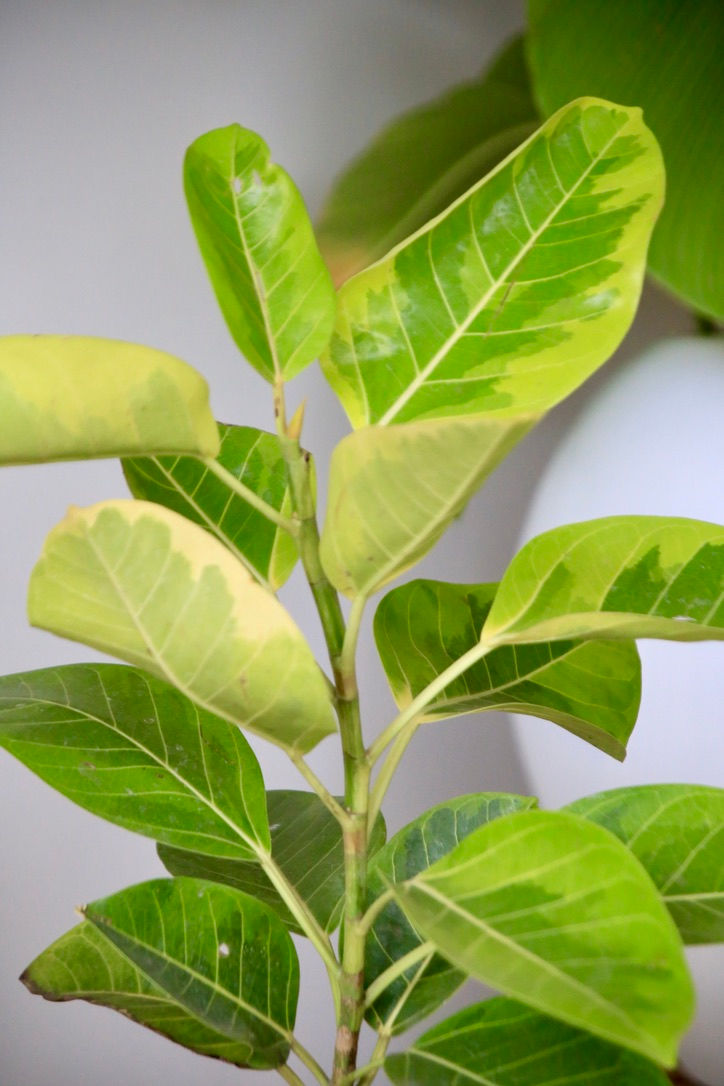 Miniatura: Árbol de Hule Amarillo