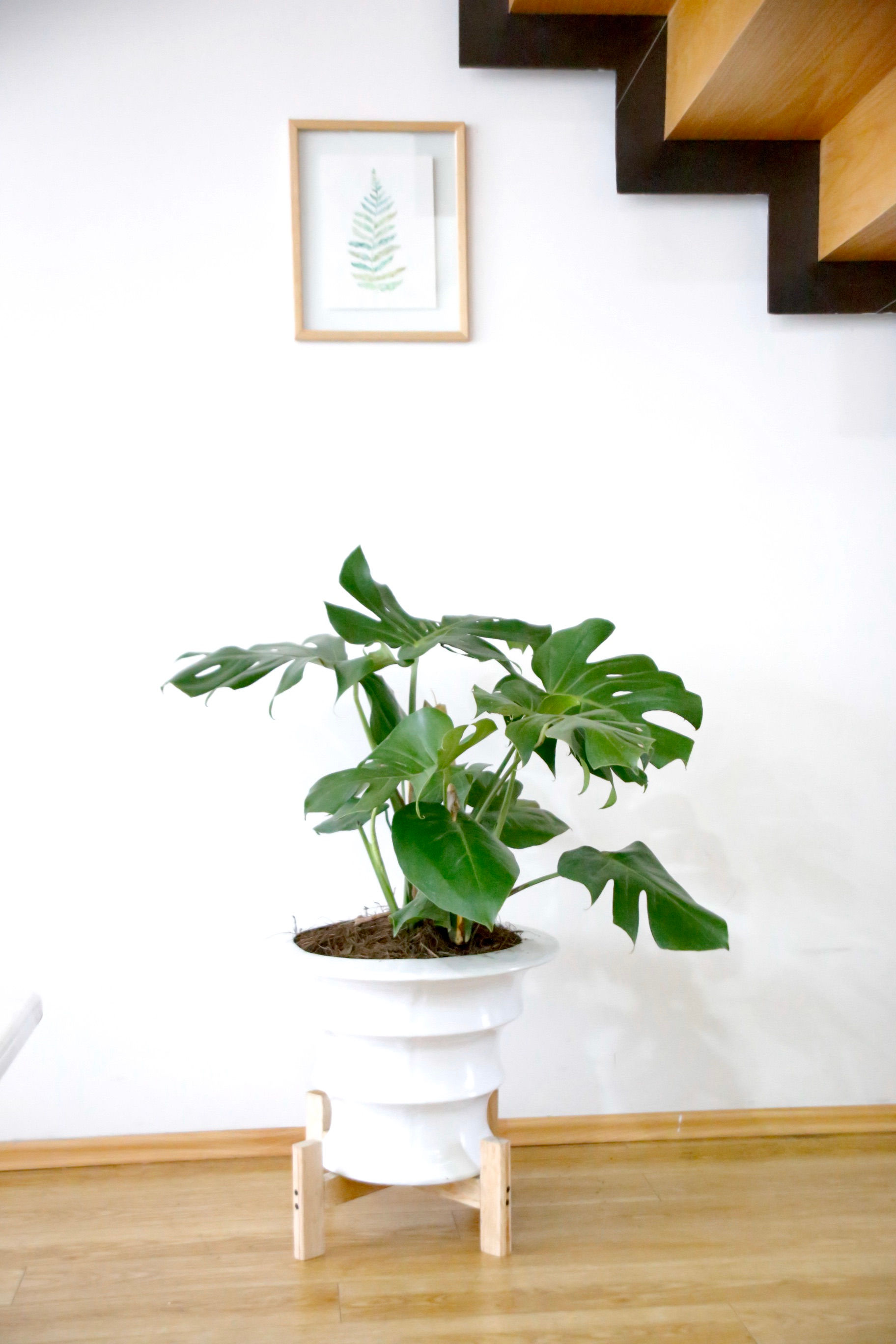 Piñanona o Monstera Deliciosa