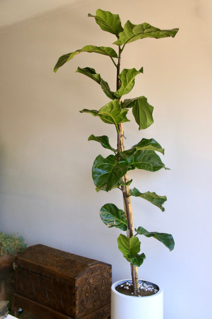 Miniatura: Ficus Pandurata