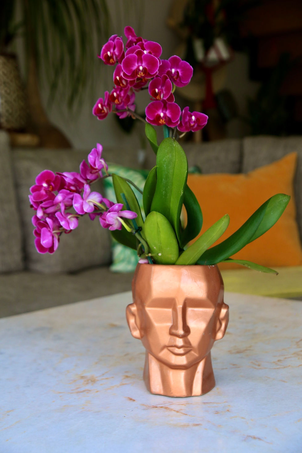 Miniatura: Orquidea Mini