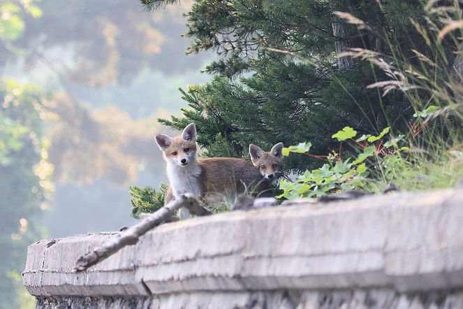 2 foxes