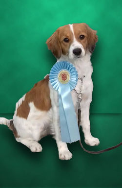 20181103 Dog Show Bleiswijk Beste BabyPu