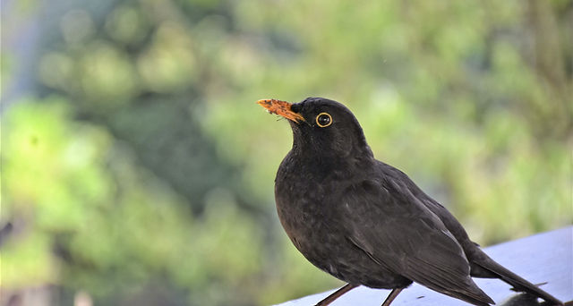 Found A Bird | Severn Wildlife Rescue