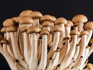 למה כדאי לכם להוסיף פטריות לתפריט היומי
