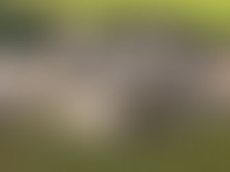 סוף סוף בקר אמיתי כמו שהטבע התכוון