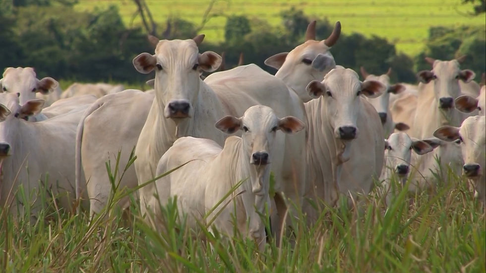 סוף סוף בקר אמיתי כמו שהטבע התכוון