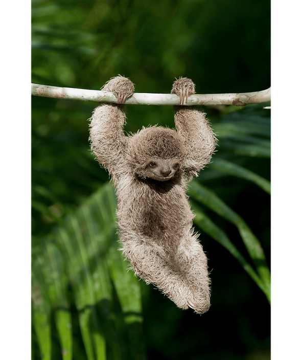 A baby sloth hanging from a branch with both arms.