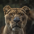 Lioness