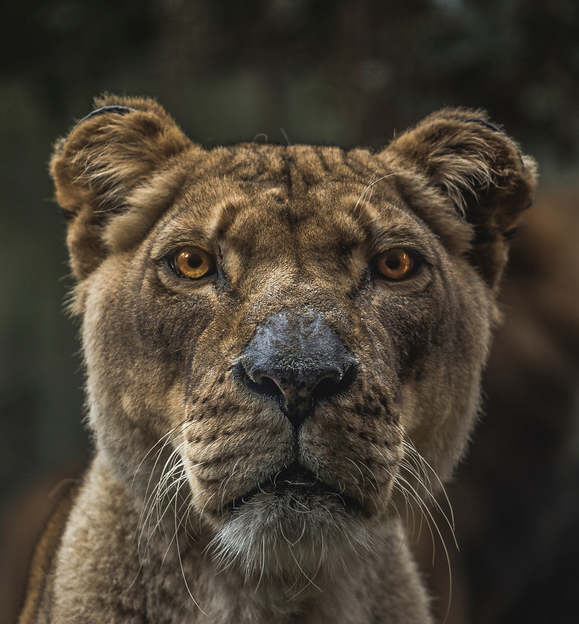 Lioness
