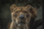 Lioness Portrait