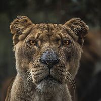 Lioness